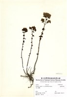 藏品(野薄荷)的圖片
